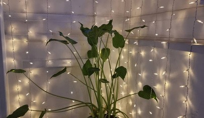 Venus Mosman - Erotic Massage in Mosman, Australia