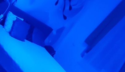 Dolls Lounge - The Hottest Girls In Town - Erotic Massage in Vienna, Austria