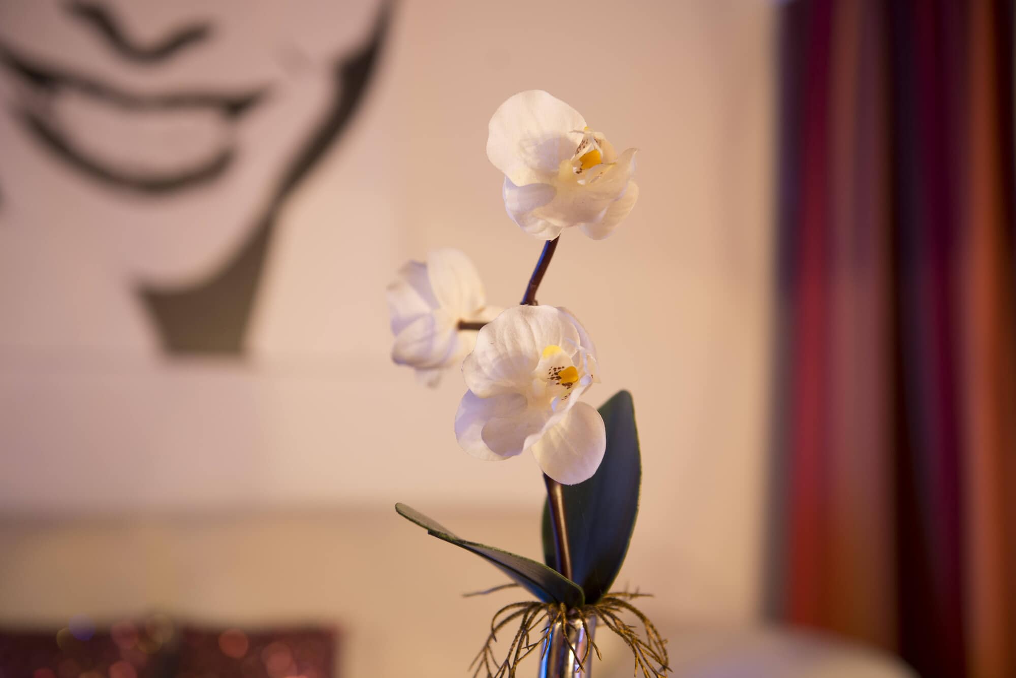 Studio Goldencats Gmbh - Brothel in Fischingen, Switzerland